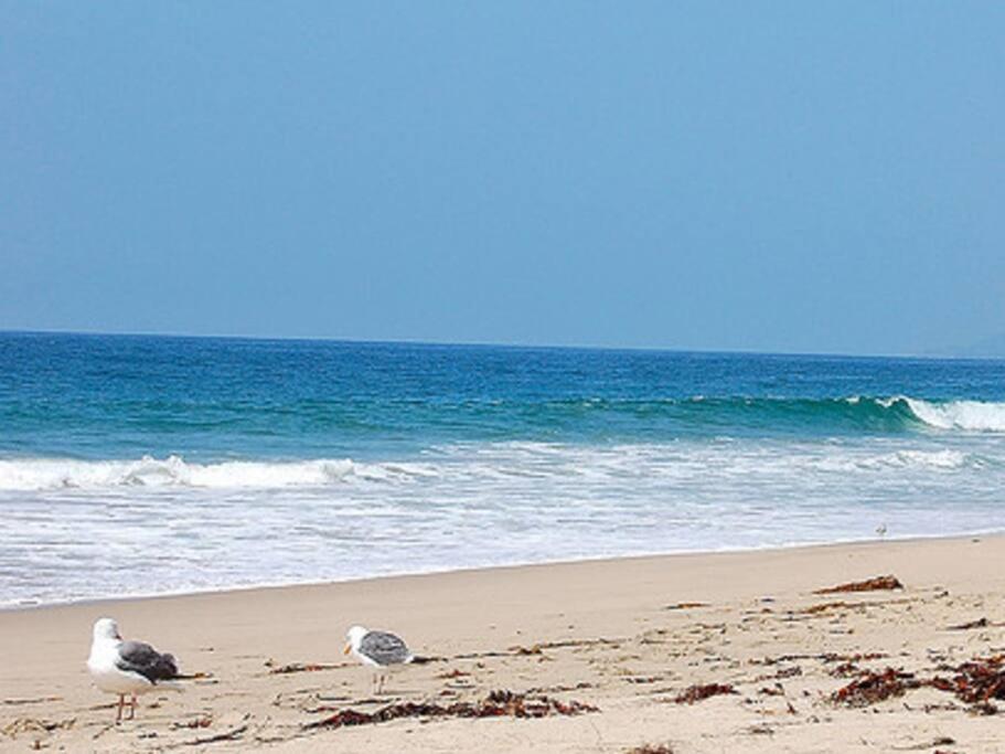 30 Pct Off!! Limited Time! Malibu Charming Getaway With King Bed, Near Beach Extérieur photo